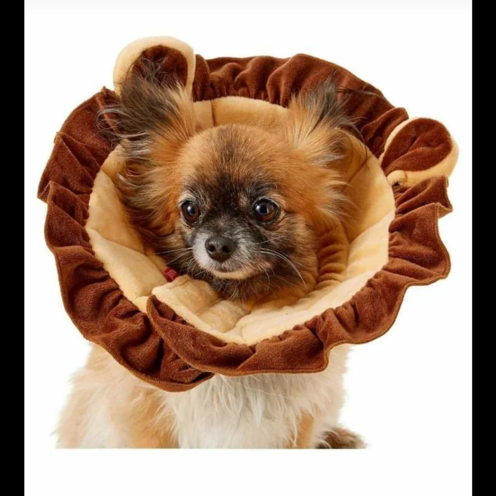 HALLOWEEN PET COSTUME SIZE Xlarge or XXlarge. 🎃 🎃 🎃 🎃 🎃 🎃 NEW